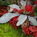 IMG 4437