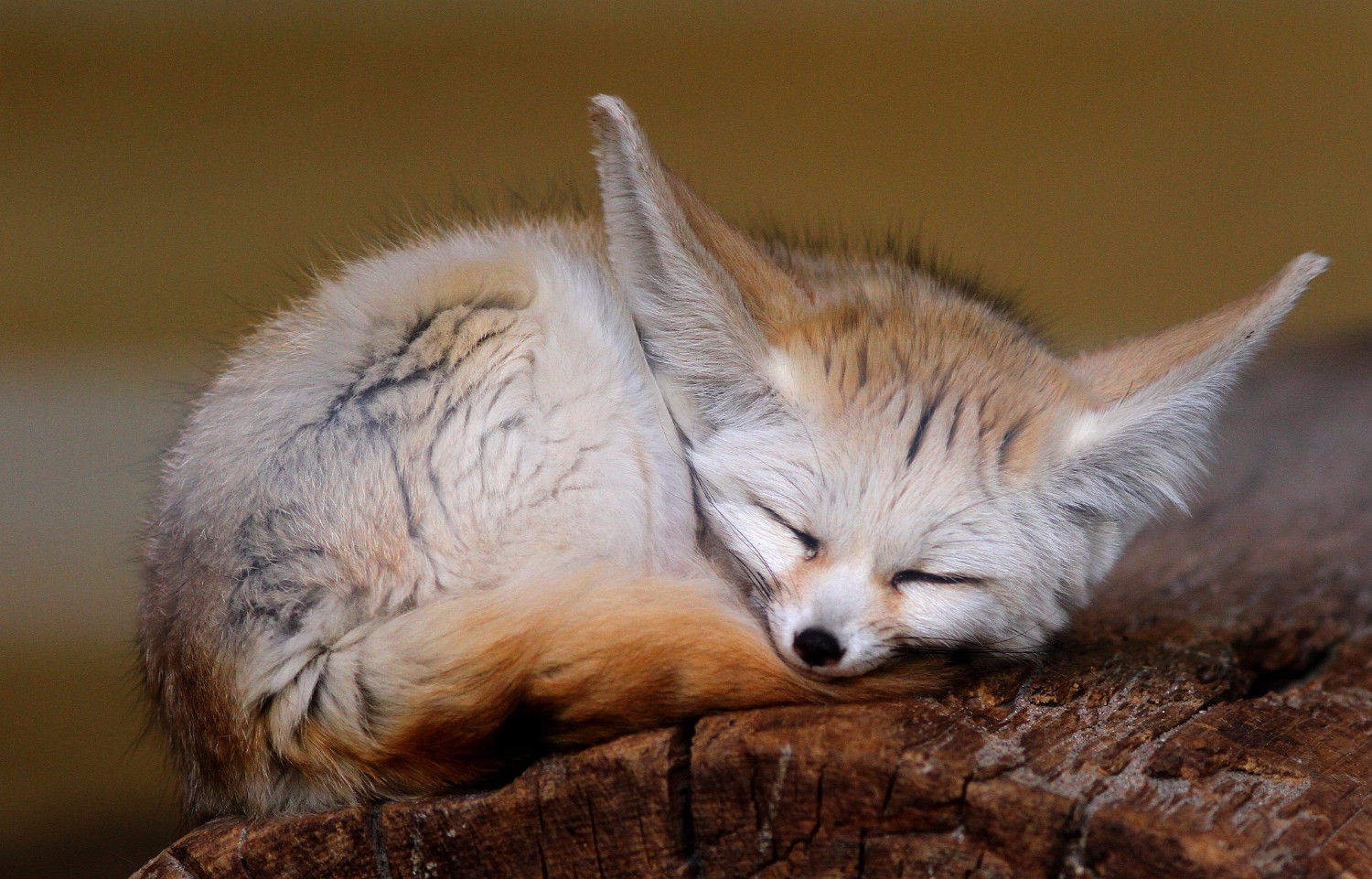 fenek