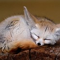 fenek