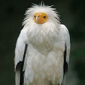 IMG 3669  Schmutzgeier - für das Foto fein rausgeputzt