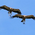 IMG 8626  Gänsegeier im Anflug - Extremadura