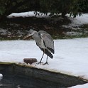 IMG 5247