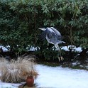IMG 5252