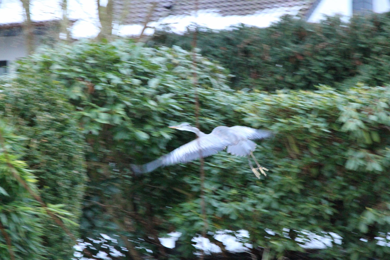 IMG 5255