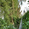 2018 Gartenbäume