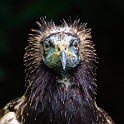 IMG 9235
