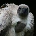 IMG 9250