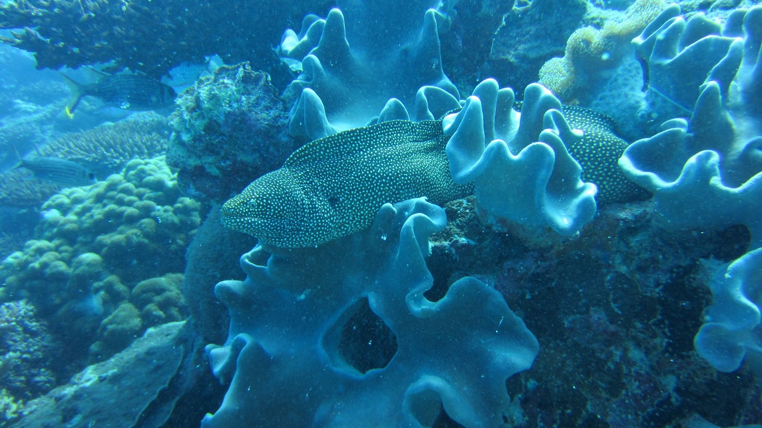 IMG 0033