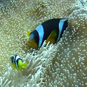 IMG 0046
