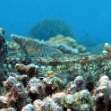 IMG 0209 1