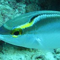 IMG 0299