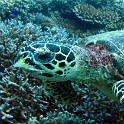 IMG 0330 1