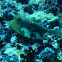 IMG 0410