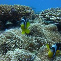 IMG 0451
