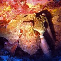 IMG 0513