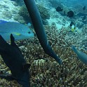 IMG 0568