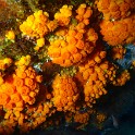 P1010990