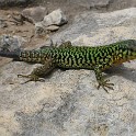 IMG 0594