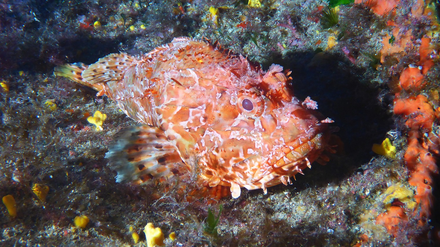 P1060850 ji