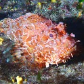 P1060850 ji