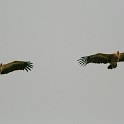IMG 6518