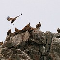 IMG 6754