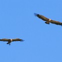 IMG 6982