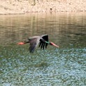 IMG 7008
