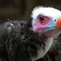 2015 Volerie des Aigles
