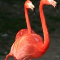 Flamingos