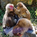 Jigokudani Monkey Park