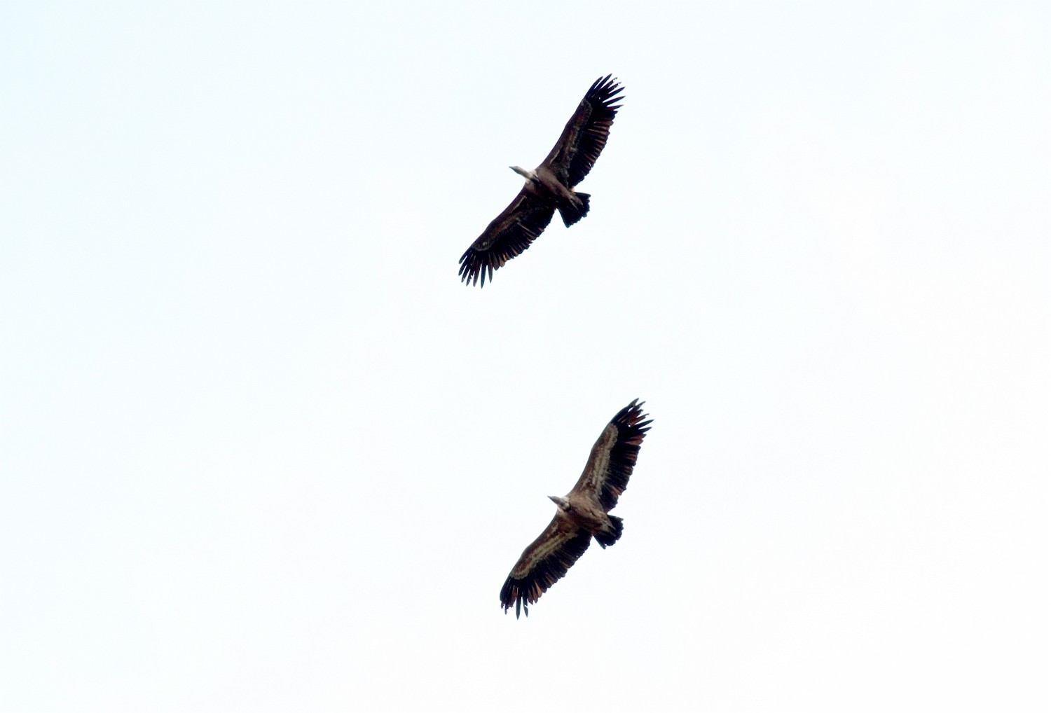 IMG 1532