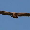 IMG 5523