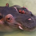 2015 Zoo Karlsruhe