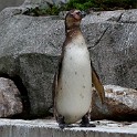 IMG 0046