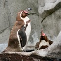 IMG 0066