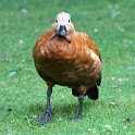 IMG 0126
