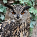 IMG 9950