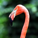 IMG 9981