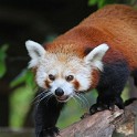 2015 Zoo Nuernberg