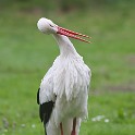 IMG 0038