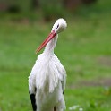 IMG 0041