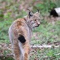 IMG 9916