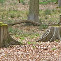 IMG 9962