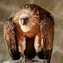IMG 4386