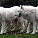 IMG 4865 1