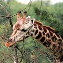 Giraffen Zoo Leipzig