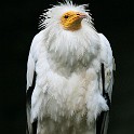 IMG 3742  ist da wer ?