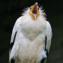 IMG 3744  :-)