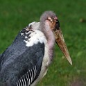 IMG 6325 1